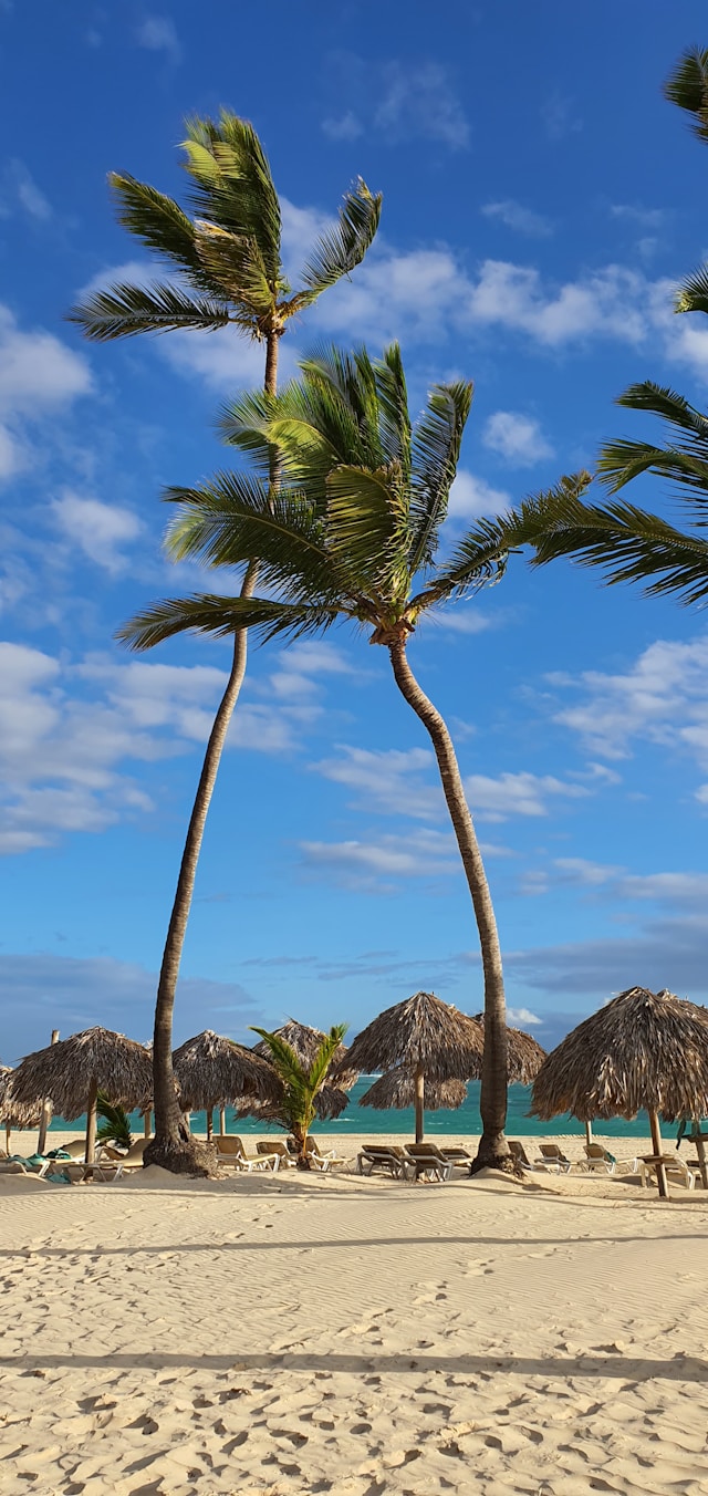 Sandy Caribbean beach with palm trees and thatched beach umbrellas in Punta Cana, Dominican Republic